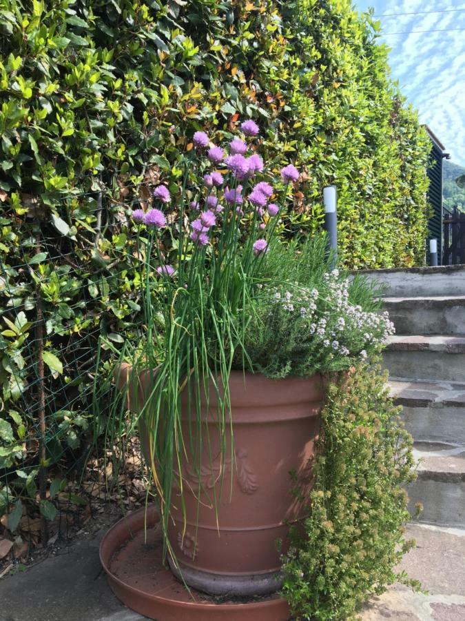 Casa Pietra Del Sole Villa Lucca Eksteriør billede